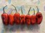 Hot Pepper 'Scarlett's Chili Variegated' Seeds (Certified Organic)