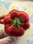 Hot Pepper ‘Hussli Tomato Pepper’ Seeds (Certified Organic)