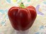 Hot Pepper ‘Hussli Tomato Pepper’ Seeds (Certified Organic)