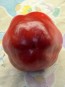 Hot Pepper ‘Hussli Tomato Pepper’ Seeds (Certified Organic)