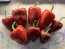 Hot Pepper ‘Chilhuacle Rojo' Seeds (Certified Organic)