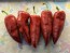 Hot Pepper ‘Chilhuacle Rojo' Seeds (Certified Organic)
