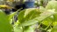 Golden Pothos Vine (Live Plant)