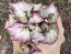 Rex Begonia (Live Plant)