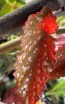 Angel Wing Begonia (Live Plant)