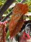 Angel Wing Begonia (Live Plant)