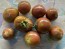Tomato 'Striped Ping Pong' Seeds (Certified Organic)