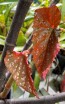Angel Wing Begonia (Live Plant)