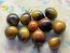 Tomato 'Blue Keyes' Seeds (Certified Organic)