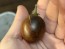 Tomato 'Blue Keyes' Seeds (Certified Organic)