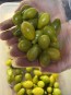 Tomato 'Green Pear' Seeds (Certified Organic)