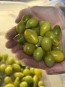 Tomato 'Green Pear' Seeds (Certified Organic)