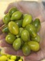 Tomato 'Green Pear' Seeds (Certified Organic)