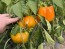 Bell Pepper 'Golden California Wonder' Seeds (Certified Organic) 