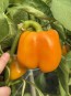 Bell Pepper 'Golden California Wonder' Seeds (Certified Organic) 