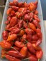 Hot Pepper 'Hot Paper Lantern' Seeds (Certified Organic)