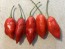 Hot Pepper 'Hot Paper Lantern' Seeds (Certified Organic)