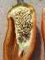 Hot Pepper 'Rattlesnake' Seeds (Certified Organic)