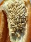 Hot Pepper 'Rattlesnake' Seeds (Certified Organic)