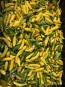 Hot Pepper 'Aji Lemon Drop' Seeds (Certified Organic)