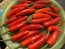Hot Pepper ‘Serrano’ Seeds (Certified Organic) 