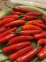 Hot Pepper ‘Serrano’ Seeds (Certified Organic) 
