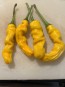 Hot Pepper ‘Yellow Peter’ Seeds (Certified Organic)