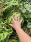 Watermelon 'Crimson Sweet'