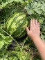 Watermelon 'Crimson Sweet'