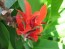 Certified Organic Red-Flowering Green-Leaf Canna Lily Bulbs