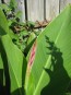 Certified Organic Red-Flowering Green-Leaf Canna Lily Bulbs