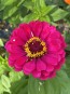 Zinnia 'California Giant Mix' Seeds (Certified Organic)