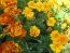 Marigold 'French Dwarf Double Mix'