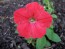 Petunia ‘Pink, Purple and Magenta Trailing Mix’