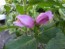 Purple Turtlehead