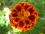 French Marigold 'Queen Sophia' Seeds (Certified Organic)