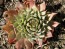 Hens and Chicks Mix