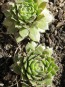 Hens and Chicks Mix