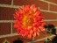 Dahlia, Mixed Colors