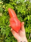 Tomato 'Pink Fang' Seeds (Certified Organic)