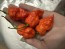 Hot Pepper 'Death Spiral' Seeds (Certified Organic)