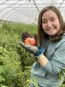 Tomato 'Yucatan Surprise' Mexico Mexican