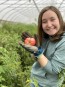 Tomato 'Yucatan Surprise' Mexico Mexican