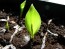 Canna 'Indian Shot'