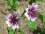 Mallow/French Hollyhock 'Zebrina'