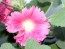 Hollyhock ‘Single Mix’ 