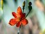 Orange Blackberry Lily