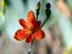 Orange Blackberry Lily
