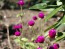 Globe Amaranth 'Las Vegas Purple'