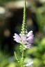 Obedient  Plant